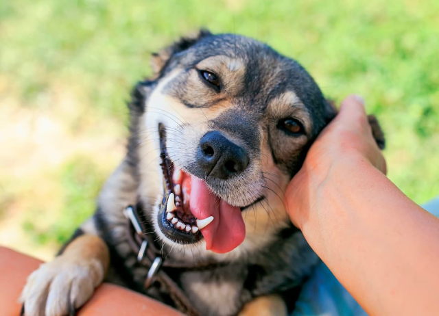 Il nostro cane è felice? due incontri in biblioteca