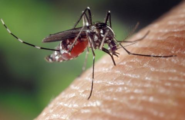 Lotta alle zanzare, veicolo di malattie infettive: un impegno di tutti