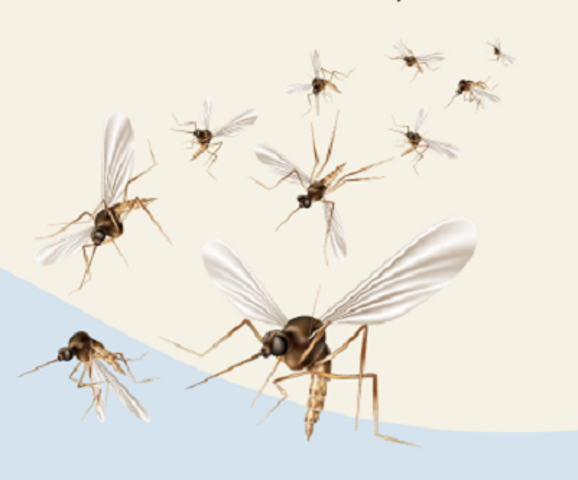 Misure di contenimento delle zanzare sul territorio comunale