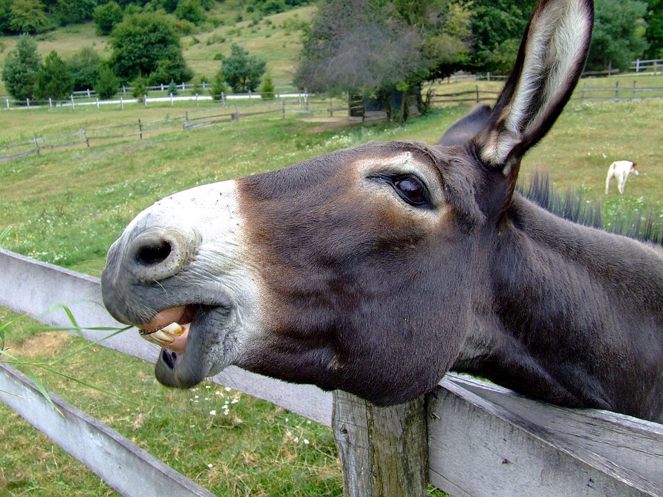 donkey-105719_960_720