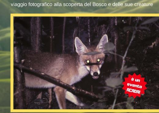 la-vita-nel-bosco-sitoapp